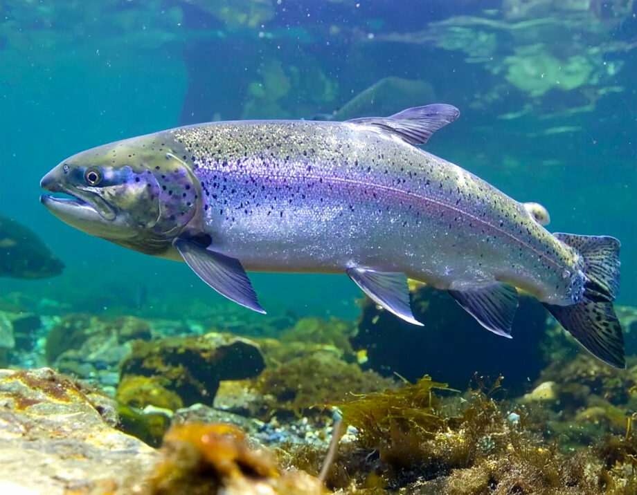 アルプスサーモン